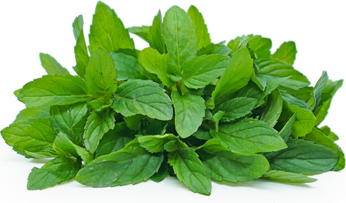 Peppermint - Exotic OP Herb Seeds